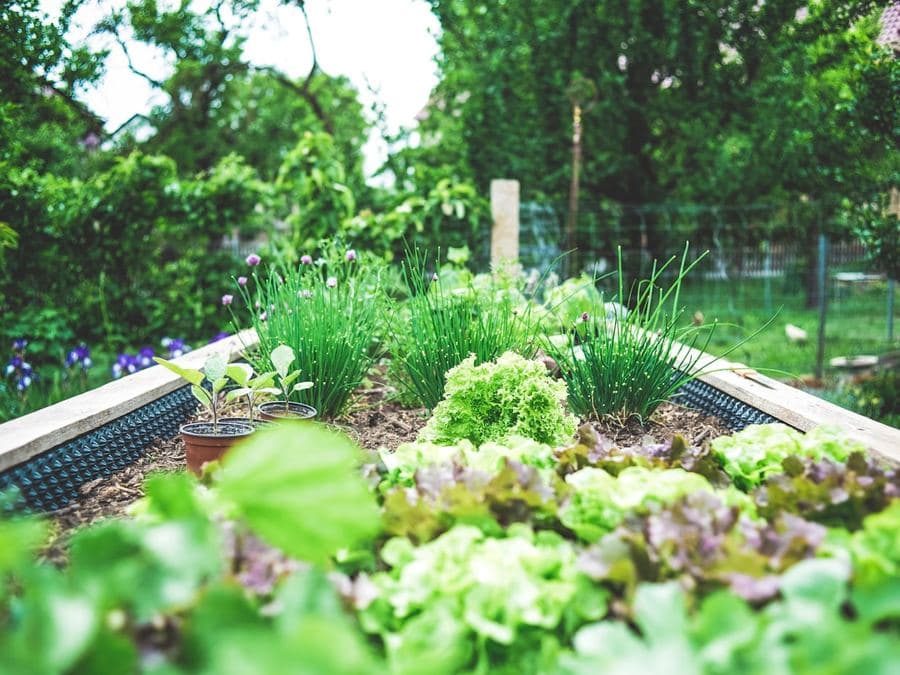 Raised planting beds filled with herbs and greens